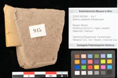 Foto (Objekt + Etikett) von Quercus palaeoilex Ettingshausen (NHMW-GEO-2024-0188-0945)